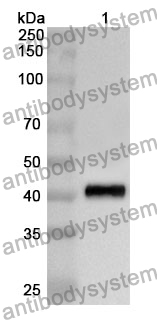 Anti-H2AC6 Polyclonal Antibody