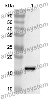 Anti-TSLP Polyclonal Antibody