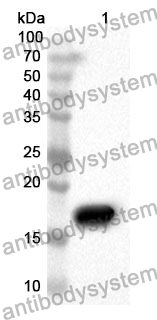 Anti-UCN3 Polyclonal Antibody