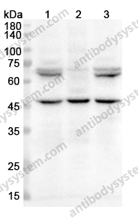 Anti-HDAC10 Polyclonal Antibody