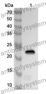 Anti-FAM3D Polyclonal Antibody