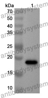 Anti-ZG16B Polyclonal Antibody