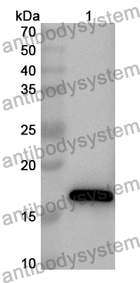 Anti-CNRIP1 Polyclonal Antibody