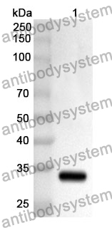 Anti-OTUB1 Polyclonal Antibody