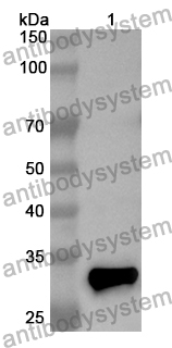 Anti-KAZALD1 Polyclonal Antibody