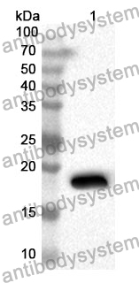 Anti-LOXL4 Polyclonal Antibody