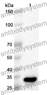 Anti-Human CD307a/FCRL1 Polyclonal Antibody