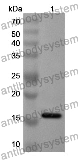 Anti-SIGLEC10 Polyclonal Antibody