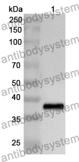 Anti-TAFA4 Polyclonal Antibody