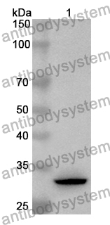 Anti-NECTIN4 Polyclonal Antibody