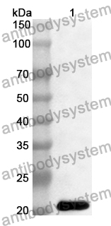 Anti-NLRP3 Polyclonal Antibody