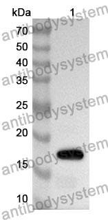 Anti-IL17F Polyclonal Antibody