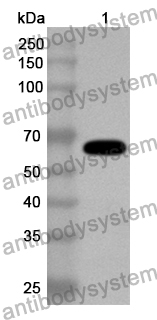 Anti-Human F2RL3 Polyclonal Antibody