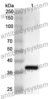 Anti-UCN2 Polyclonal Antibody