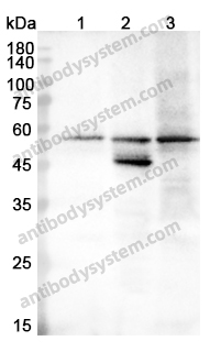 Anti-NEU1/Sialidase-1 Polyclonal Antibody