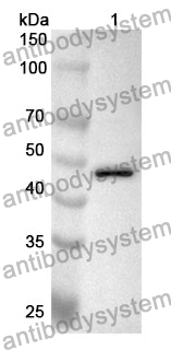 Anti-LGMN Polyclonal Antibody