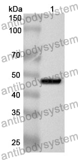 Anti-MMP19 Polyclonal Antibody