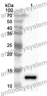 Anti-S100A13 Polyclonal Antibody