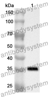 Anti-CCL13/MCP-4 Polyclonal Antibody