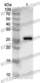 Anti-EPYC Polyclonal Antibody