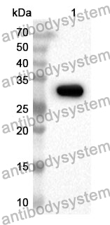 Anti-ABCA3 Polyclonal Antibody