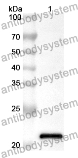 Anti-Human CITED1 Polyclonal Antibody