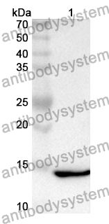 Anti-GDF15 Polyclonal Antibody