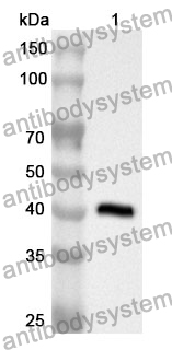 Anti-HEPH Polyclonal Antibody