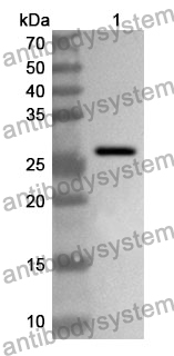 Anti-SDF4 Polyclonal Antibody