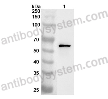 Anti-PYGO2 Polyclonal Antibody