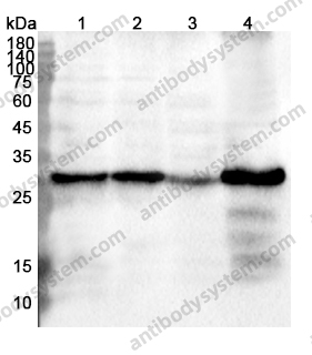 Anti-LXN Polyclonal Antibody