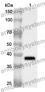 Anti-AGMAT Polyclonal Antibody