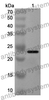 Anti-DIDO1 Polyclonal Antibody