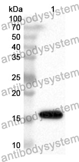 Anti-H2AJ Polyclonal Antibody