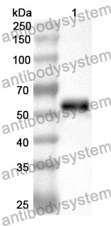 Anti-CHRDL1 Polyclonal Antibody