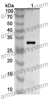 Anti-TRAF4 Polyclonal Antibody