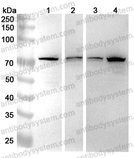 Anti-NUP85 Polyclonal Antibody