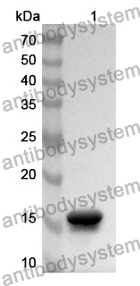 Anti-REG4 Polyclonal Antibody