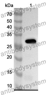 Anti-CPEB1 Polyclonal Antibody