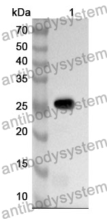 Anti-CD244 Polyclonal Antibody