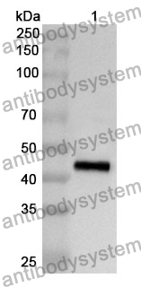 Anti-API5 Polyclonal Antibody