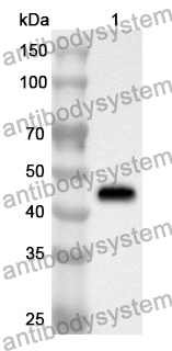 Anti-WWTR1 Polyclonal Antibody