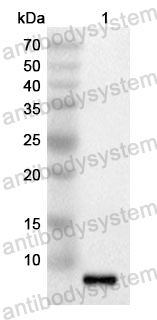 Anti-Human FGF23 Polyclonal Antibody