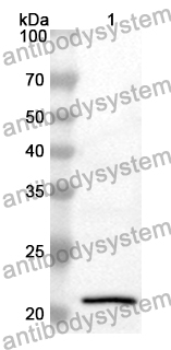 Anti-LAT2 Polyclonal Antibody