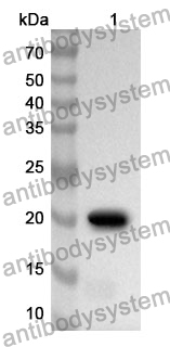 Anti-ZBP1 Polyclonal Antibody