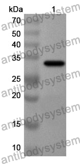 Anti-SDCBP2 Polyclonal Antibody