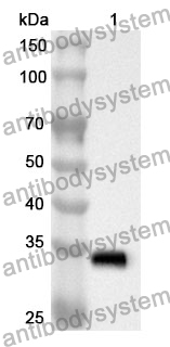 Anti-ATG5 Polyclonal Antibody