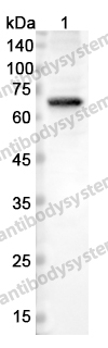 Anti-CARD9 Polyclonal Antibody