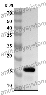 Anti-CXCL16/SR-PSOX Polyclonal Antibody