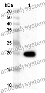 Anti-CD299/CLEC4M Polyclonal Antibody